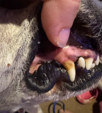 Screenshot - 2026-02-25T180905.840